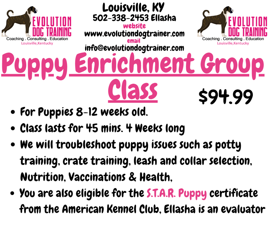 Puppy Enrichment Class